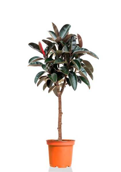 Фикус Эластика Абиджан штамб d30 см h140 см Фикус Эластика Абиджан штамб d30 см h140 см