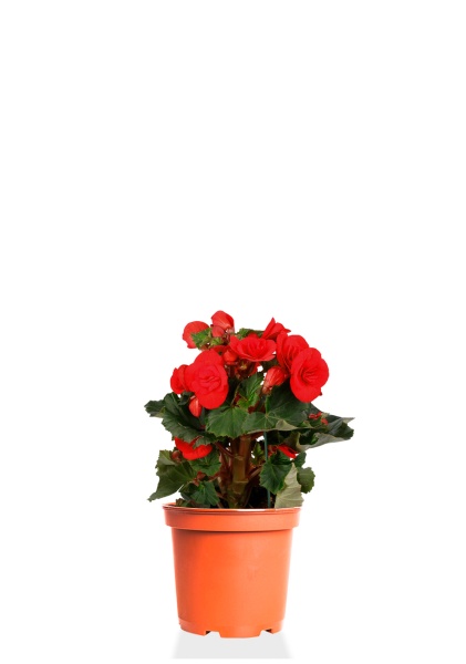 Бегония микс 14/30 см