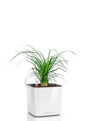 Нолина 3 луковицы 12/30 см в CUBE GLOSSY 14, белый блестящий