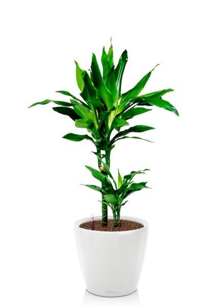 Драцена Джанет Линд 2 ствола 17/70 см в CLASSICO LS 21