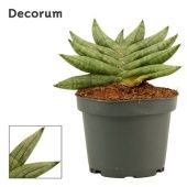 Сансевиерия Artistic Fan Decorum) d9 см h12.5 см