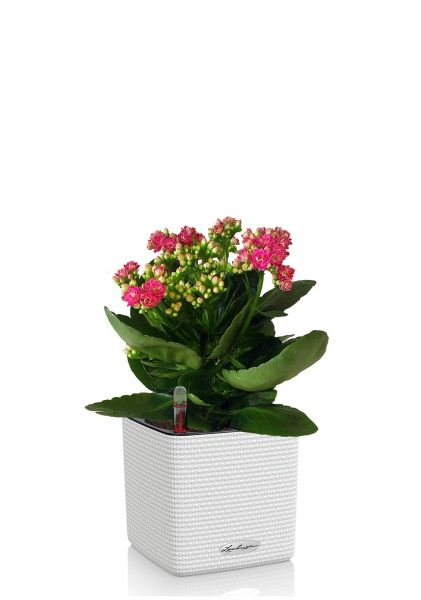 Каланхоэ в CUBE COLOR 14 Каланхоэ в CUBE COLOR 14