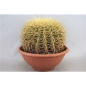 Эхинокактус Грузони d40 см h35 см Эхинокактус Грузони d40 см h35 см
