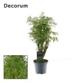 Полисциас Hawaiiana d12 см h40 см тип 2 Полисциас Hawaiiana d12 см h40 см тип 2