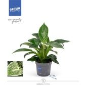 Филодендрон Karma White Stripe d12 см h35 см Филодендрон Karma White Stripe d12 см h35 см