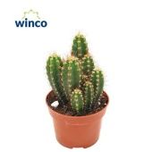 Неокарденасия Герцогиана d10.5 см h20 см