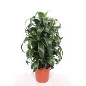 Драцена Дорадо d24 см h90 см