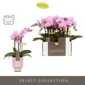 Фаленопсис 3 ствола Lieke 15+ In Pink Emilia d7 см h25 см Фаленопсис 3 ствола Lieke 15+ In Pink Emilia d7 см h25 см