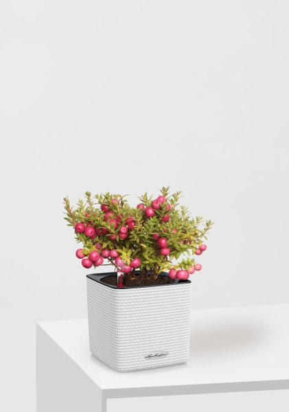 Гаультерия 14/30 см в CUBE Color 16