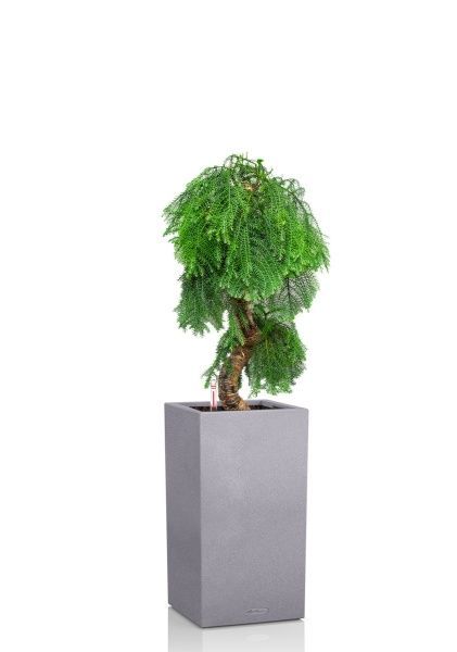 Араукария бонсай 40/110 см в CANTO STONE HIGH 40