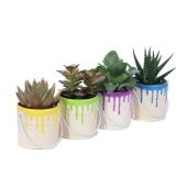 Суккуленты микс In Paited Pot Pencil d6 см h13 см