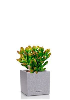 Крассула микс в CANTO STONE 14, серый камень