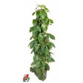 Тетрастигма Voinierianum Zuil d27 см h150 см