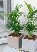 Хамедорея Элеганс 12/45 см в CUBE GLOSSY KISS 14