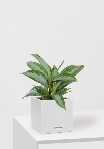 Аглаонема Сильвер Бей 12/35 см в CANTO STONE 14