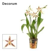 Орхидея Камбрия Ренессанс 2 ствола (decorum) d12 см h60 см