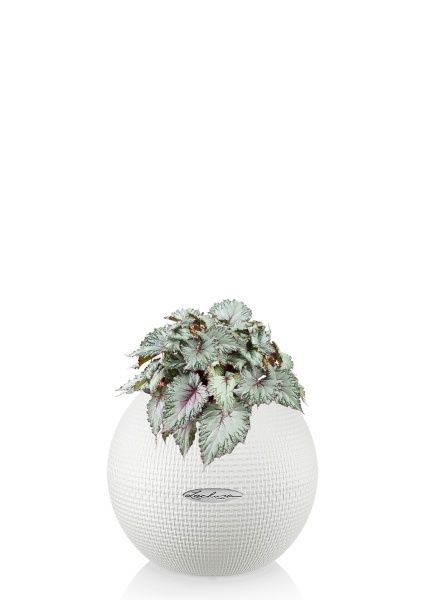 Бегония Белиф Хавайн Сильвер 13/25 см в PURO 20