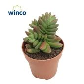 Крассула денежное дерево Бен d8.5 см h16 см