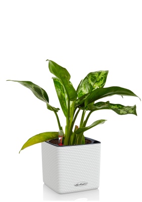 Аглаонема Цитронелле 12/30 см в CUBE COLOR 14, белый