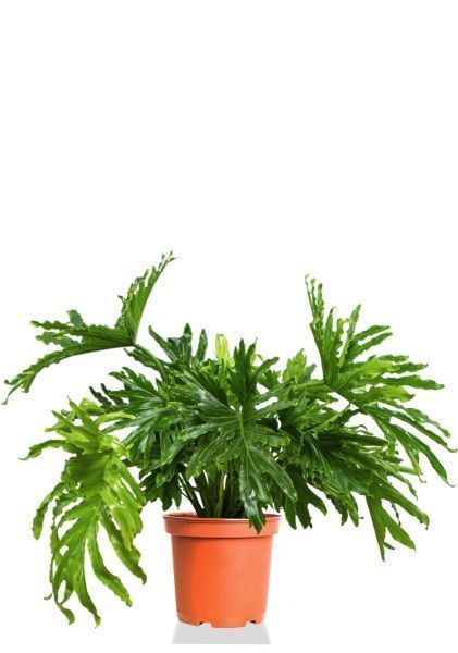 Филодендрон Селло 30/80 см