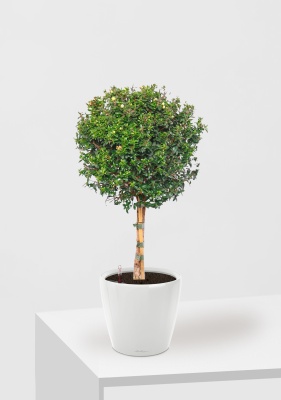 Мирт на стволе 19/75 см в CLASSICO LS 21 Мирт на стволе 19/75 см в CLASSICO LS 21