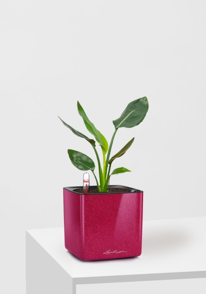 Стрелиция Регина 9/30 см в CUBE GLOSSY KISS 14