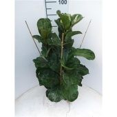 Фикус бамбино d21 см h80 см