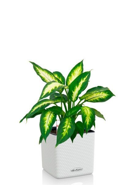 Диффенбахия Камилла 12/40 см в CUBE COLOR 14