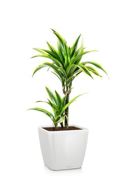 Драцена Лемон Лайм 2 ствола 17/65 см в QUADRO LS 21