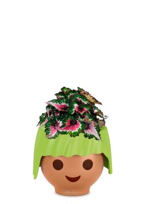 Бегония Белиф Пёрпл Блаш 13/25 см в OJO, зеленый Бегония Белиф Пёрпл Блаш 13/25 см в OJO, зеленый