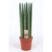 Сансевиерия цилиндрика Стрейт d17 см h60 см Сансевиерия цилиндрика Стрейт d17 см h60 см