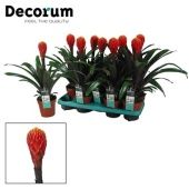 Гузмания Tala (decorum) d13 см h40 см