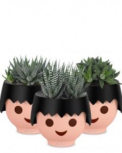 Набор "Хавортии" в OJO 25 см, черный