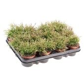 Рипсалис Клавата d8.5 см h12.5 см