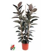Фикус Эластика Абиджан d35 см h190 см