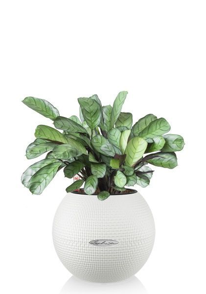 Ктенанта Амагрис в PURO 20