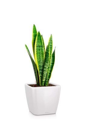 Сансевиерия Лауренти 21/70 см в QUADRO LS 28, белый блестящий Сансевиерия Лауренти 21/70 см в QUADRO LS 28, белый блестящий