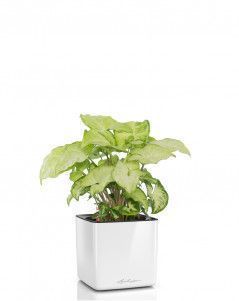 Сингониум в CUBE GLOSSY 14
