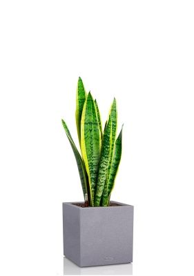 Сансевиерия Лауренти 21/70 см в CANTO STONE LOW 30, серый камень Сансевиерия Лауренти 21/70 см в CANTO STONE LOW 30, серый камень