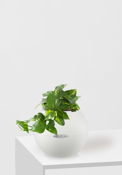 Сциндапсус Ауреум в PURO 20 Сциндапсус Ауреум в PURO 20