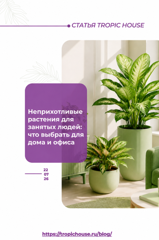 Неприхотливые растения для занятых людей: что выбрать для дома и офиса Неприхотливые растения для занятых людей: что выбрать для дома и офиса