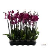 Фаленопсис 3 ствола Purple 18+ d12 см h55 см