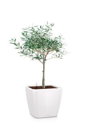 Олива 19/90 в QUADRO LS 28, белый блестящий Олива 19/90 в QUADRO LS 28, белый блестящий