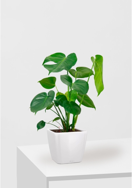 Монстера Делициоза 17/60 см в QUADRO LS 28