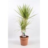 Драцена Санрей 2 ствола d21 см h80 см