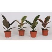 Фикус Эластика микс d12 см h35 см тип 2