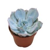 Эхеверия Lauii Hybride d12 см h18 см