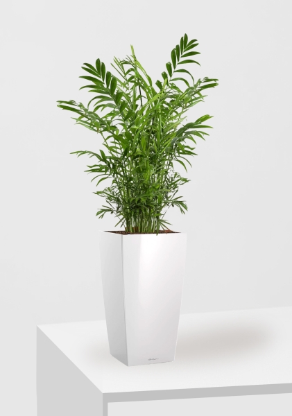 Хамедорея Элеганс 17/60 см в CUBICO 22