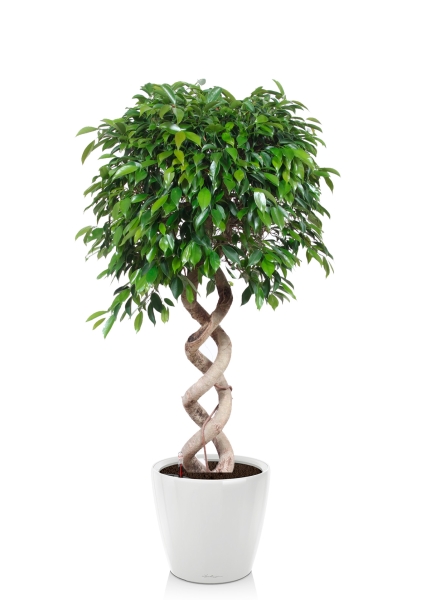 Фикус Бенджамина Экзотика двойная спираль 35/160 см в CLASSICO LS 50 Фикус Бенджамина Экзотика двойная спираль 35/160 см в CLASSICO LS 50