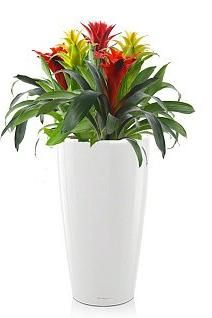 Гузмании RONDO 40/140 см, белый блестящий Гузмании RONDO 40/140 см, белый блестящий